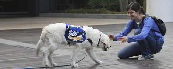 Perro de asistencia Iniciativa Purina